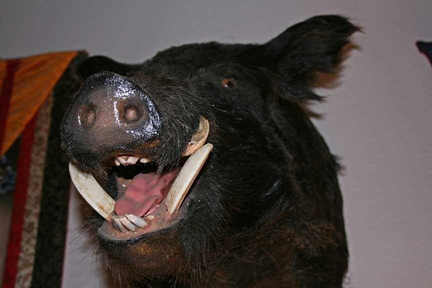 Hog Hunting Is A Team Sport - A Hunting Story - TexasBowhunter.com